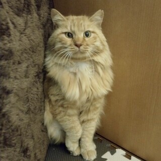 ホワホワ綿あめみたいなナッツ君！