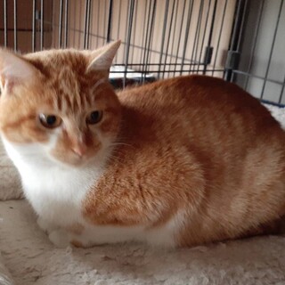 三兄弟イチの食いしん坊「くうちゃん」