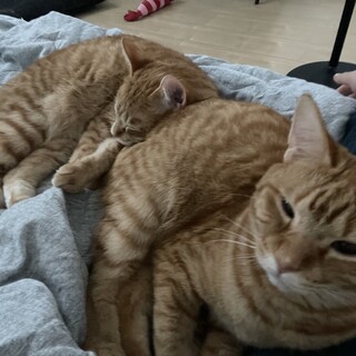 茶トラ（2歳ぐらい）2匹を飼って下さる方募集