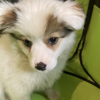 保健所からレスキュー！　フワモコのラズちゃん！