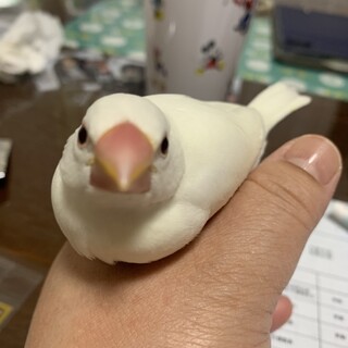 手乗り白文鳥(ちびちゃん)