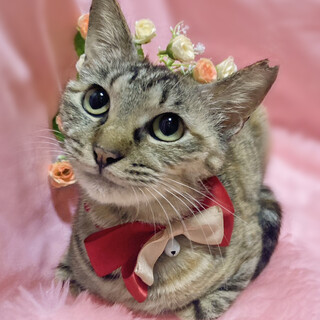 目が合うだけでゴロゴロ♪甘えん坊『むぎちゃん』1歳