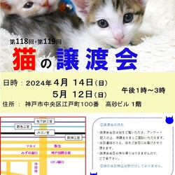 猫の譲渡会in神戸三宮 ¨ 猫のミーナ ¨