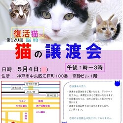 臨時 猫の譲渡会in神戸三宮 ¨ 猫のミーナ ¨