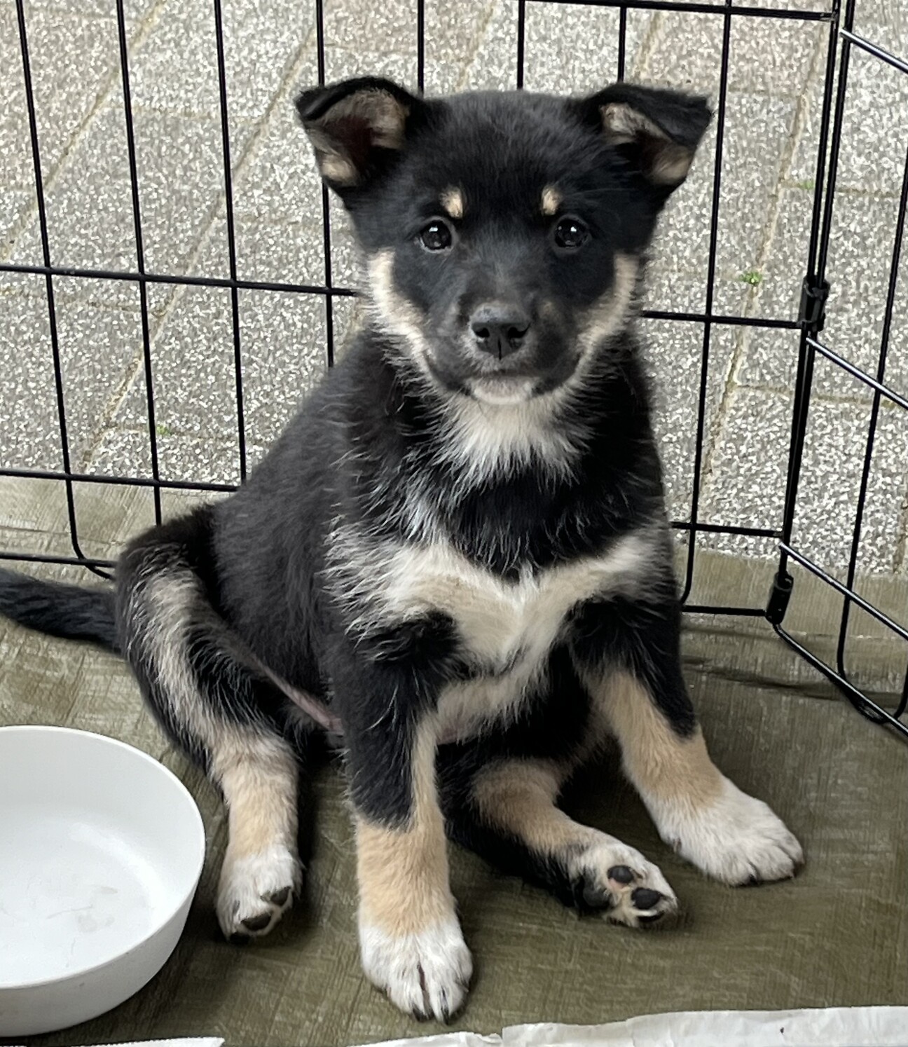とても珍しい　仔犬の伊万里 とても珍しい 仔犬の伊万里