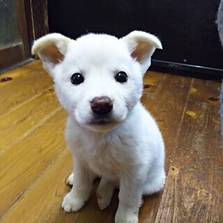 保護犬！里親様緊急募集！！