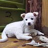 保護犬！里親様緊急募集！！ サムネイル2
