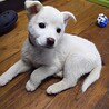 保護犬！里親様緊急募集！！ サムネイル3