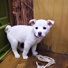保護犬！里親様緊急募集！！ サムネイル5