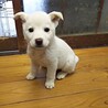 保護犬！里親様緊急募集！！ サムネイル6