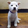 保護犬！里親様緊急募集！！ サムネイル7