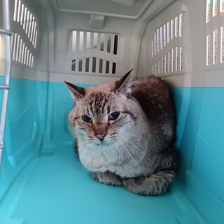 キレイなブルーアイのサバトラのイケメンおじいちゃん