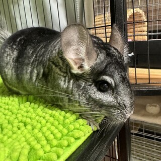 チンチラ シナモン決定　スタンダードグレーお話し中