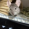 チンチラ シナモン決定　スタンダードグレーお話し中 サムネイル2