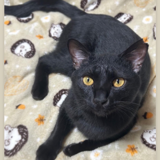 飼い主失踪レスキューより甘えっ子のくろまる黒兵衛