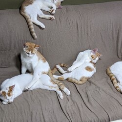 『僕らの譲渡会　ハレルヤ　THEフリマ』 サムネイル3