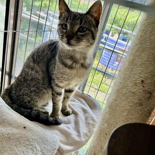 ごろすりのメス猫さん8ヶ月