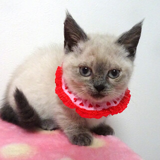 なれなれ♪青い目のシャム系★ペコちゃん２ヵ月