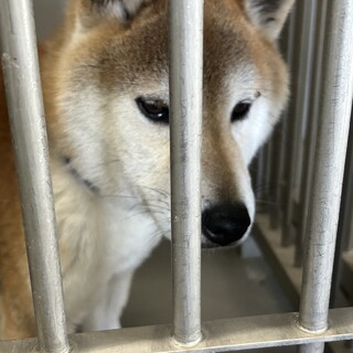 放浪中に捕獲、収容・ずっとのおうちを探しています