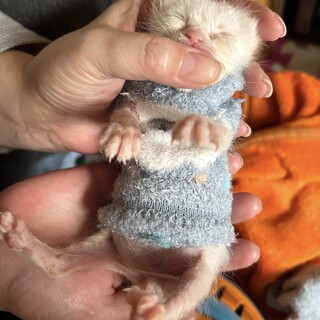 盲目！？一生懸命生きてましゅ♡白系　バブキャット