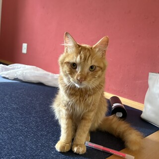 茶トラオス8ヶ月