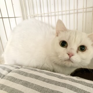 短足マンチカン　むぎちゃん　トライアル中