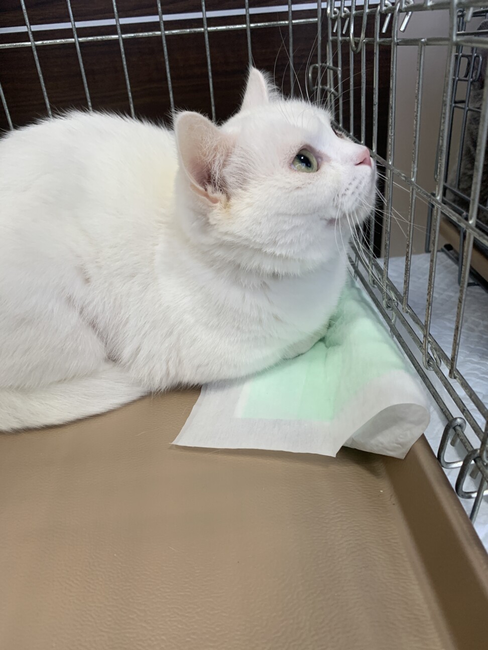 短足マンチカン　むぎちゃん　トライアル中 サムネイル3