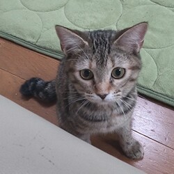 猫の譲渡会　in　名古屋市昭和生涯学習センター サムネイル2