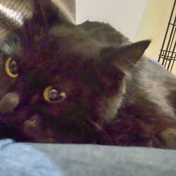 猫の譲渡会　in　名古屋市昭和生涯学習センター サムネイル3