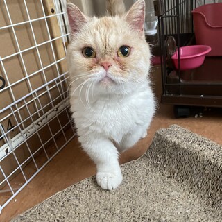 石川県より保護しました。ミヌエット♀5歳くらい