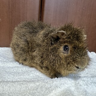 ●里親様決定●テディモルモット●オス●3歳●