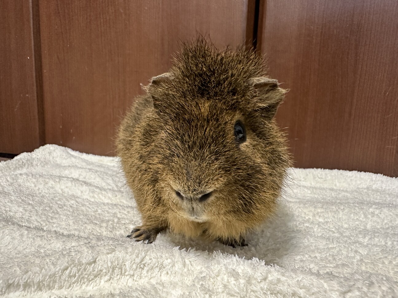 ●里親様決定●テディモルモット●オス●3歳● サムネイル2