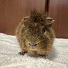 ●里親様決定●テディモルモット●オス●3歳● サムネイル2