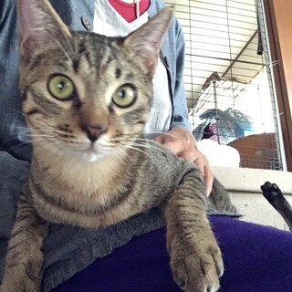 元気いっぱいキジ仔猫さんの里親さん募集！