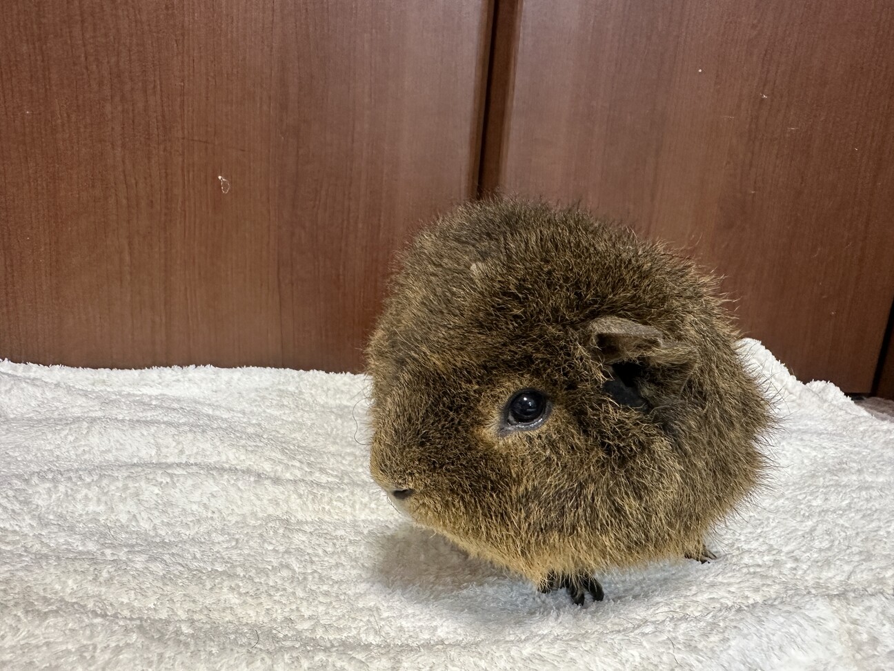 ●里親様決定●テディモルモット●オス●3歳● サムネイル3