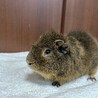 ●里親様決定●テディモルモット●オス●3歳● サムネイル4