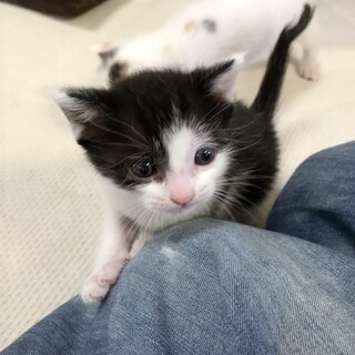 活発な甘えんボーイのロッキンくん