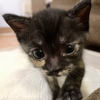 超絶甘えん坊のベッタリっ子ポッちゃん