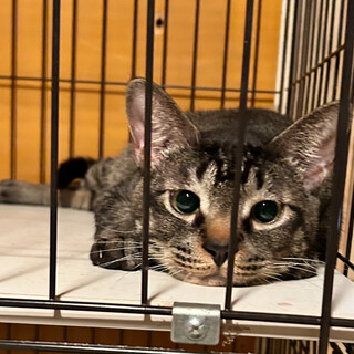 バナナ君(多頭飼育崩壊現場より引き出し)