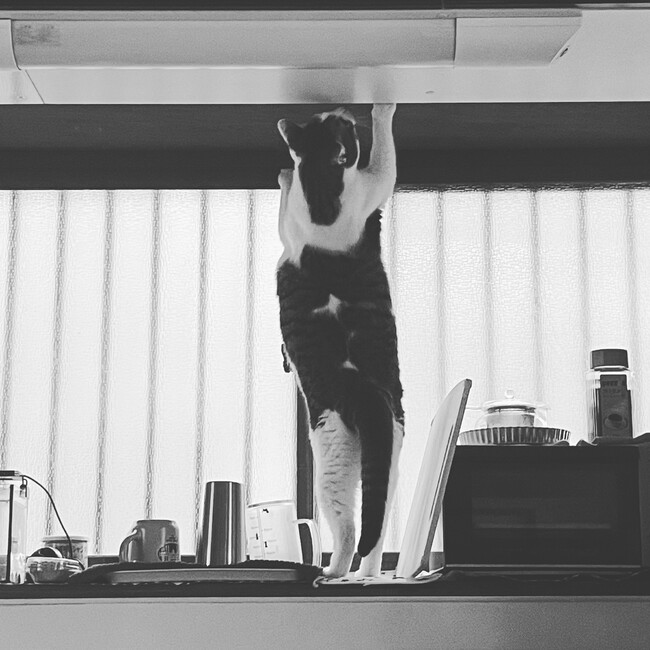 桃の香のカバー写真