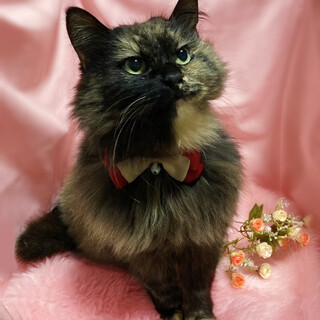 なれなれ♪ふわふわゴージャス長毛『ドルチェ』