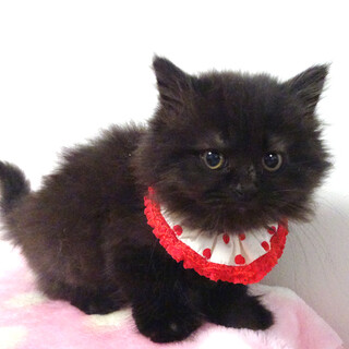 なれなれ♪モコモコ長毛黒★ベルちゃん２ヵ月