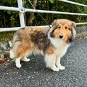 シェルティの女の子里親募集