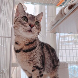 石川県より保護しました♀2.3歳ダリア