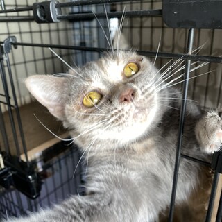 能登半島地震被災保護ラベンダー♀立耳スコティッシュ