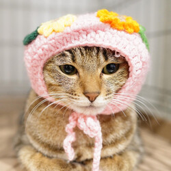 Bootymarket × [sakuraneko] 猫の譲渡会