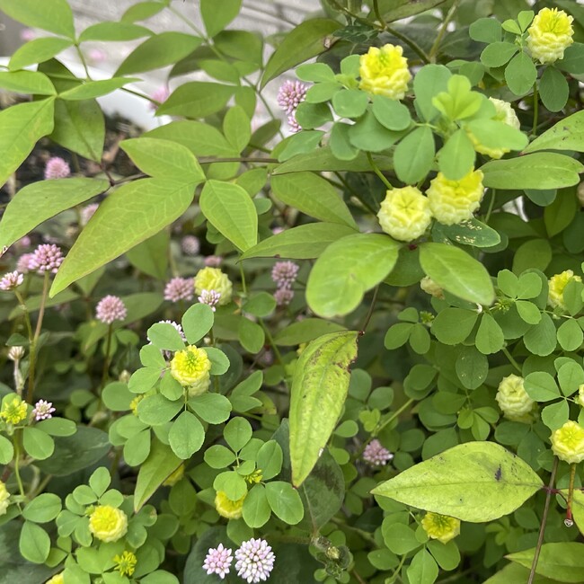 ぴのひさのカバー写真