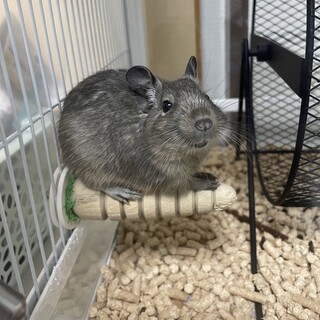 デグーブルー男の子3ヶ月