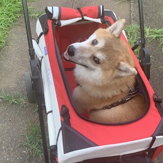 散歩大好きな血統書付き柴犬