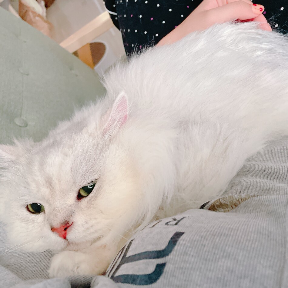 ラヴィのカバー写真